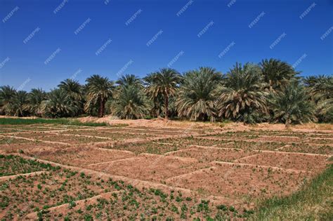 Premium Photo | An oasis in the Sahara desert, Africa