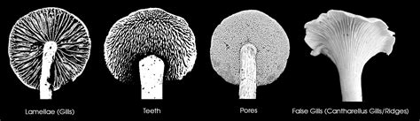 Exploring Hymenium Forms With Greater Depth - Mushroom Hunting and ...