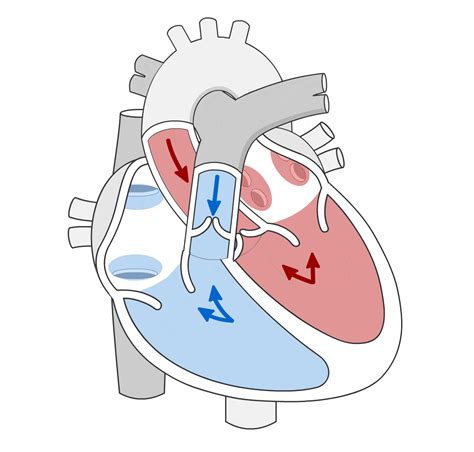 Cardiac Cycle Animation Ecg - buickcafe.com