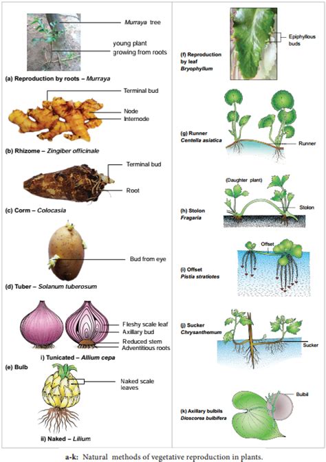 Vegetative Propagation – Definition, Types, Examples & Explanations