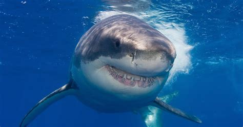 Dolphin-Eating Sharks Close Australian Beaches for 7 Days Straight | TIME