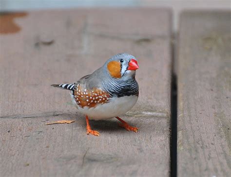 BARRY the BIRDER: Zebra Finch in King City?!?!