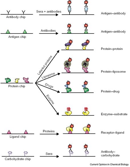 Protein Array Analysis - Department of Statistics - Purdue University