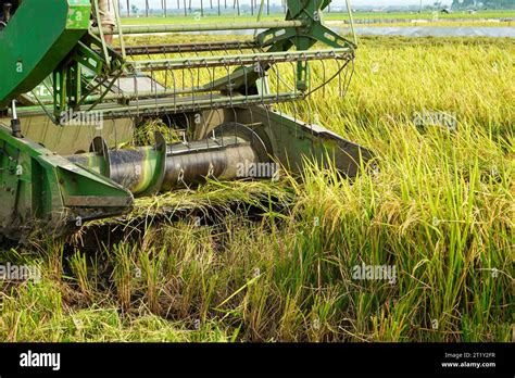 Automatic rice harvester machine is being used to harvest the fields ...