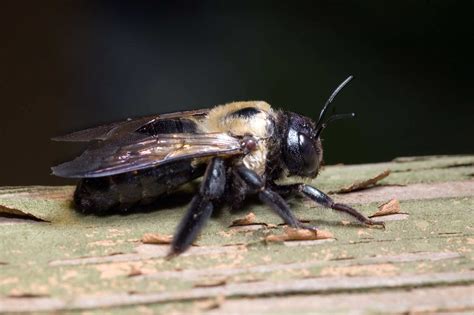 Carpenter Bee vs Bumblebee | Illinois | Indiana