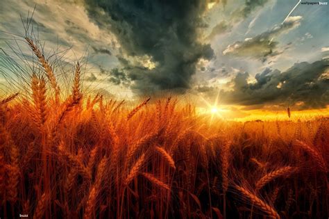 Wheat Field Wallpapers - Wallpaper Cave