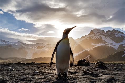 🔥 [30+] Penguin Emoji Wallpapers | WallpaperSafari