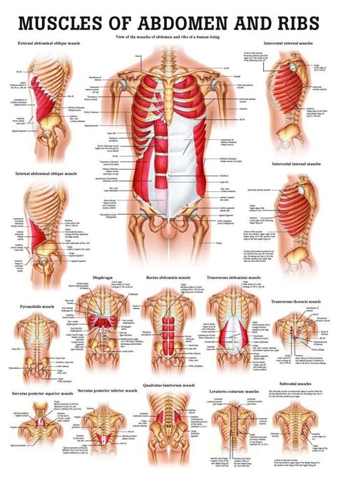 Muscles of the Abdomen and Ribs Laminated Anatomy Chart | Muscle ...