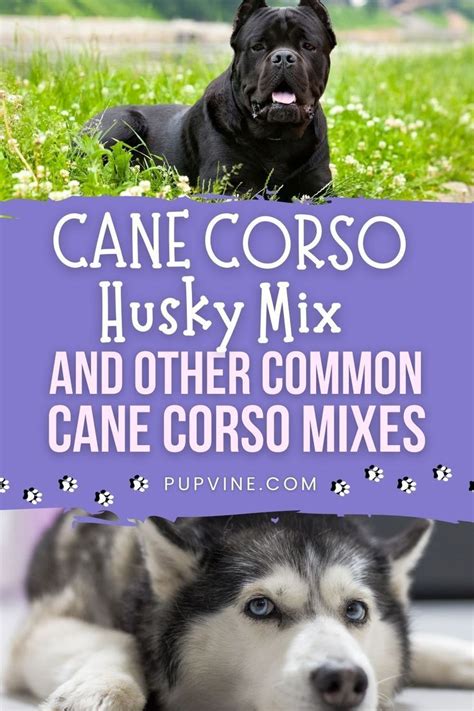 Cane Corso Husky Mix And Other Common Cane Corso Mixes in 2022 | Husky ...