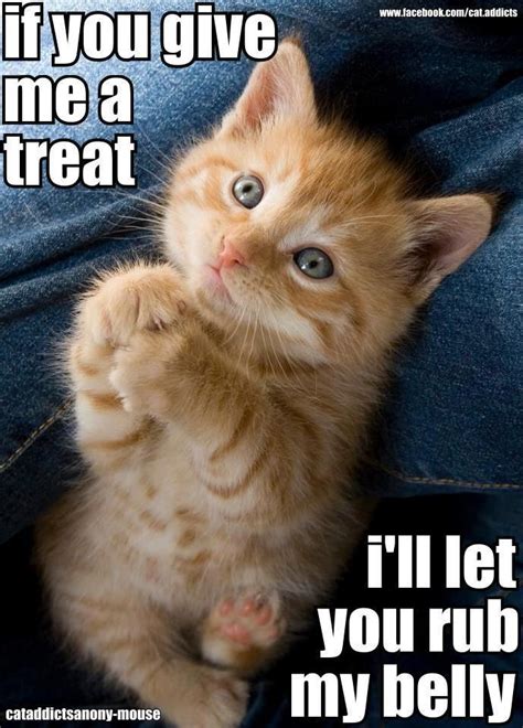 so cute kitten | Cute animals with funny captions, Cute funny animals ...