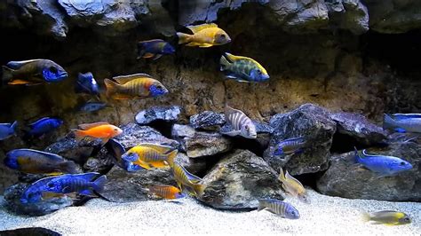 CICHLIDS OF LAKE MALAWI - YouTube