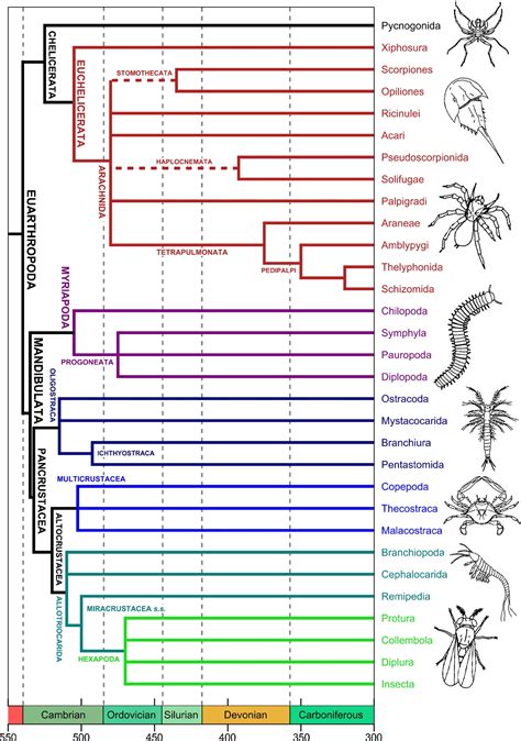 Origins and early evolution of arthropods - Edgecombe - 2014 ...