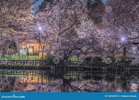 Cherry Blossoms of Inokashira Park Inokashira Park Stock Photo - Image ...