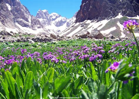 Kurdistan Flowers Landscape - a photo on Flickriver