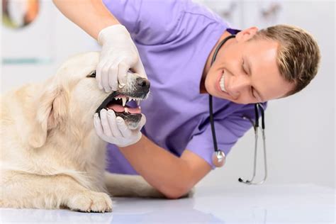 What Does a Vet Do During a Routine Checkup | Richmond Vets