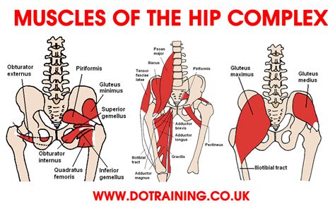 Hip Muscles Diagram