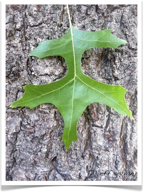 Pin Oak – identifying by leaf | Boulder Tree Care - Pruning & Tree ...