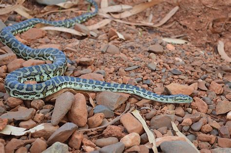 What Animals Live In The Australian Outback? - WorldAtlas