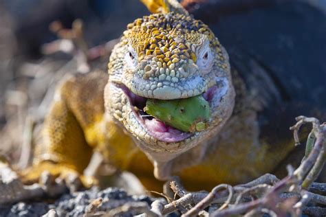 9 Illuminating Facts About Iguanas