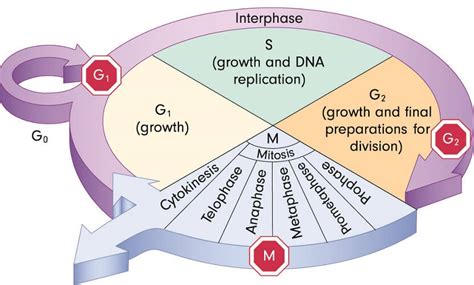 Cancer Cell - The Definitive Guide | Biology Dictionary