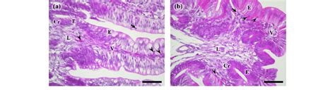 Histology of the ileum (a) and cecum (b) of 3-d-old chicks. The villi ...