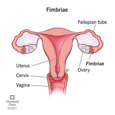 Fimbriae Of The Uterine Tube: Anatomy & Function