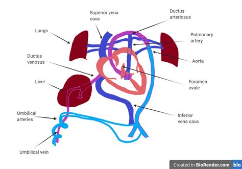 Ductus Venosus Ductus Arteriosus And Foramen Ovale