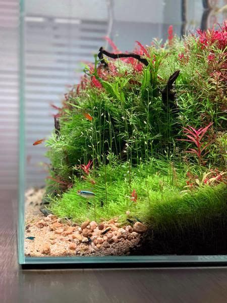 A Beginner's Guide to Keeping Shrimp | Planted aquarium, Shrimp tank ...