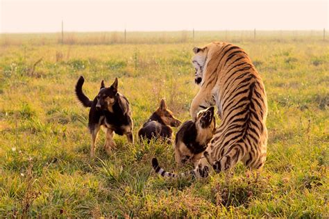 These German shepherds and tigers are unlikely BFFs