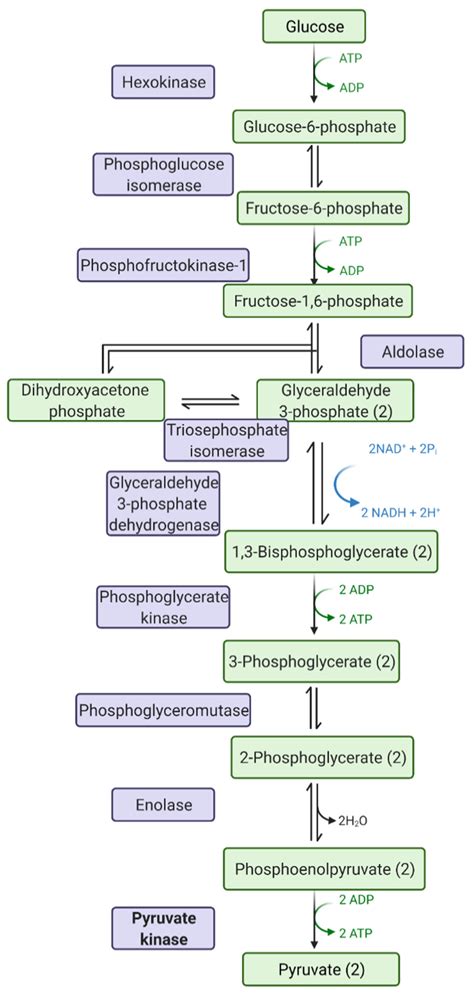 Pyruvate Kinase, Inflammation and Periodontal Disease