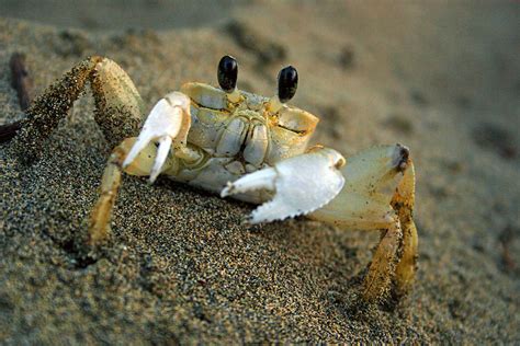 Yellow Crab Photograph by Camilla Fuchs - Fine Art America