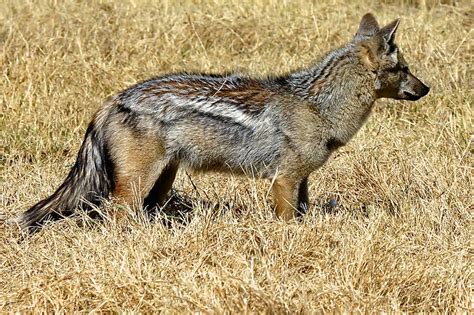 SIDE STRIPED JACKAL | Flickr - Photo Sharing!