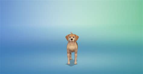 I tried to recreate my dog in sims 4 since I was bored 😫☝🏽 : r/Sims4