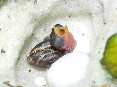 Baby Hummingbirds: Tiny and Cute - Baby Animal Zoo