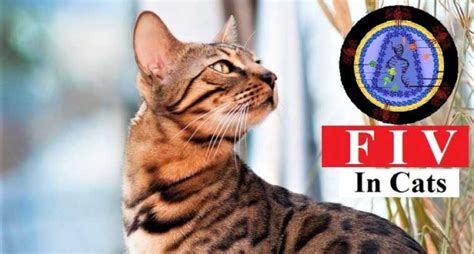 FIV (Feline Immunodeficiency Virus): Symptoms, Causes, and Treatments