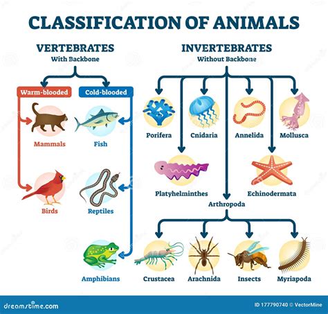 Classification of Animals Vector Illustration. Labeled Division Order ...