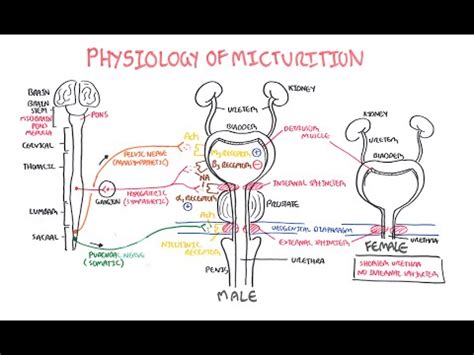 Micturition Syncope