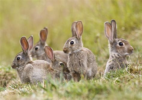 Releasing a virus against rabbits at the wrong time can make them ...