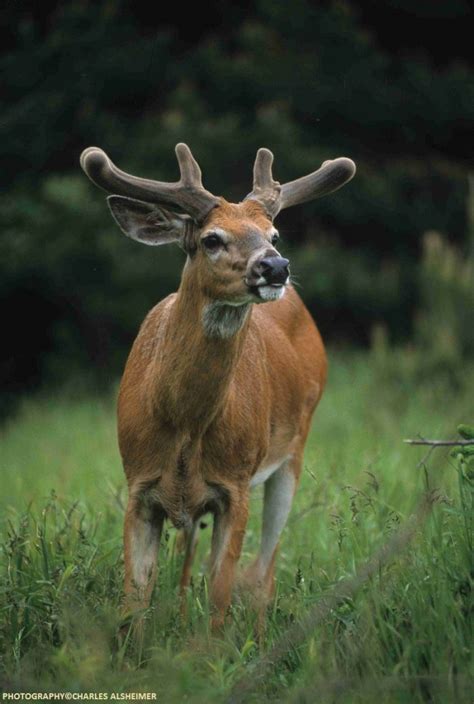 Whitetail Deer Antler Growth Process - Legendary Whitetails - Legendary ...