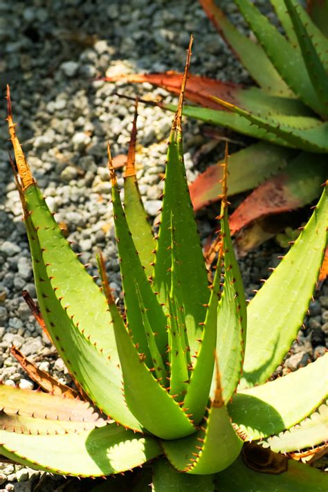 Aloe Vera Relatives: Learn About Different Types Of Aloe Plants