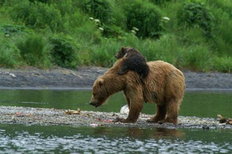 Bear Viewing Day Trip from Anchorage | Redoubt Bay Lodge | Kodiak brown ...