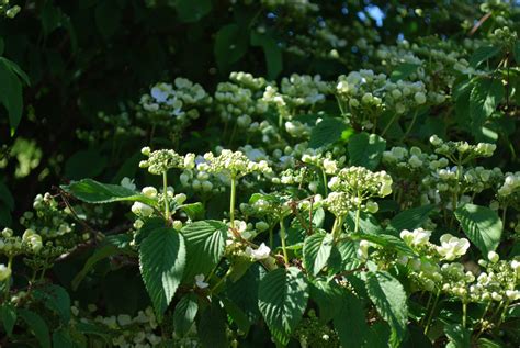 Viburnum Mariesii. Garden Shrubs for Sale. Letsgoplanting.co.uk