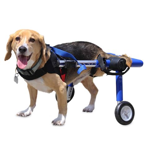 Blue Dog Wheelchair - for Medium Dogs 26-49 Pounds - Veterinarian ...