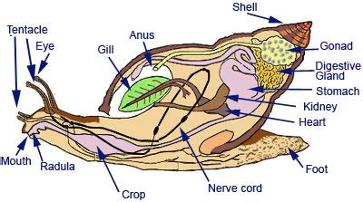 Digestive system - Channeled Whelk