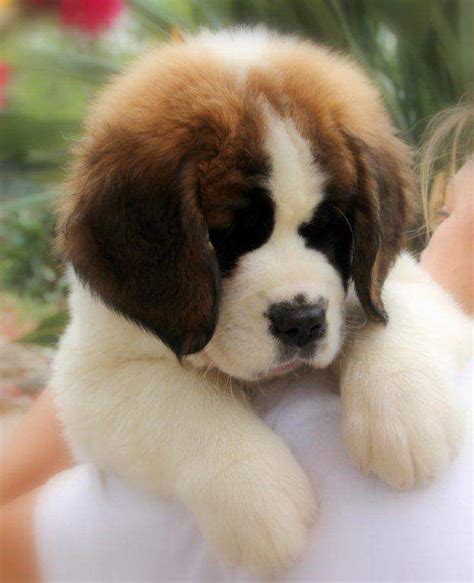 South Africa Saint Bernard Puppies (St Bernard) READY NOW!!!!8 weeks ...