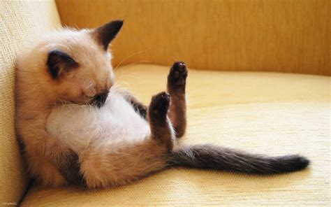 Funny sleeping cats