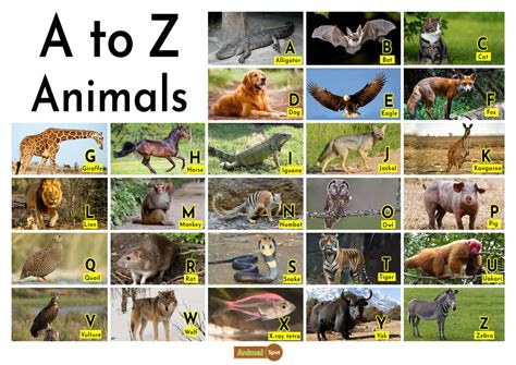 All Animals In The World A-z