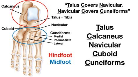 Labeled Diagram Of Carpal Bones, The Midcarpal Joint Of The Carpus Left ...