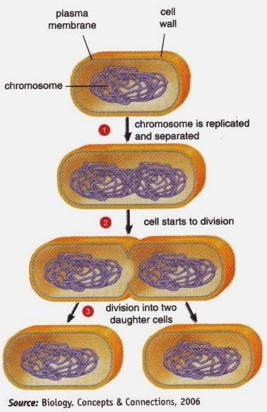 Cell Division Amitosis Mitosis Meiosis - New Science Biology