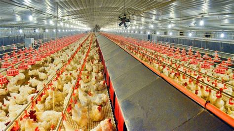 Modern Рoultry Farming Products of Modern Poultry Equipment is Fully ...